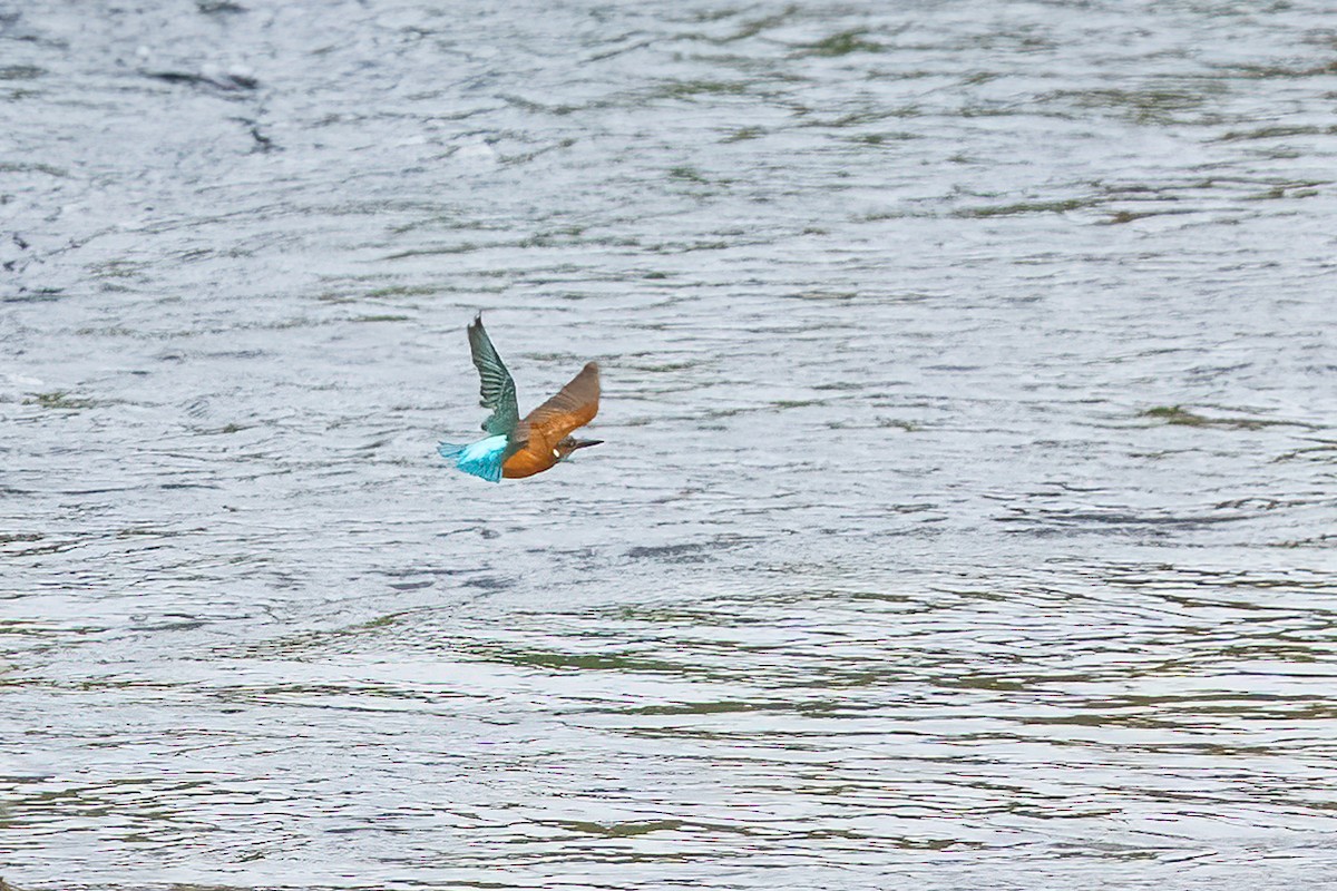 Common Kingfisher - Paul Beerman