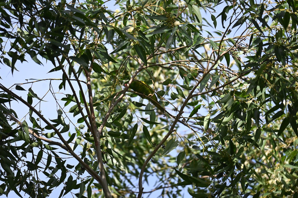 Scaly-breasted Lorikeet - Hitomi Ward