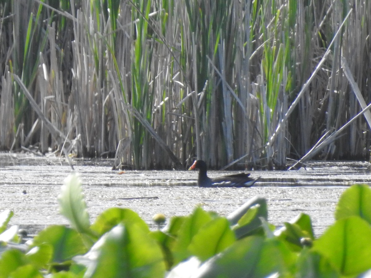 סופית אמריקנית - ML619165062