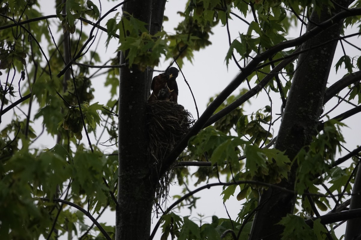 American Robin - Jill Punches