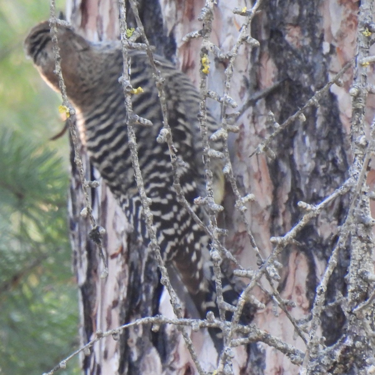 Williamson's Sapsucker - ML619165093