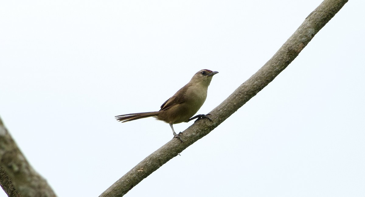 Rufous-fronted Thornbird - Frances Oliver