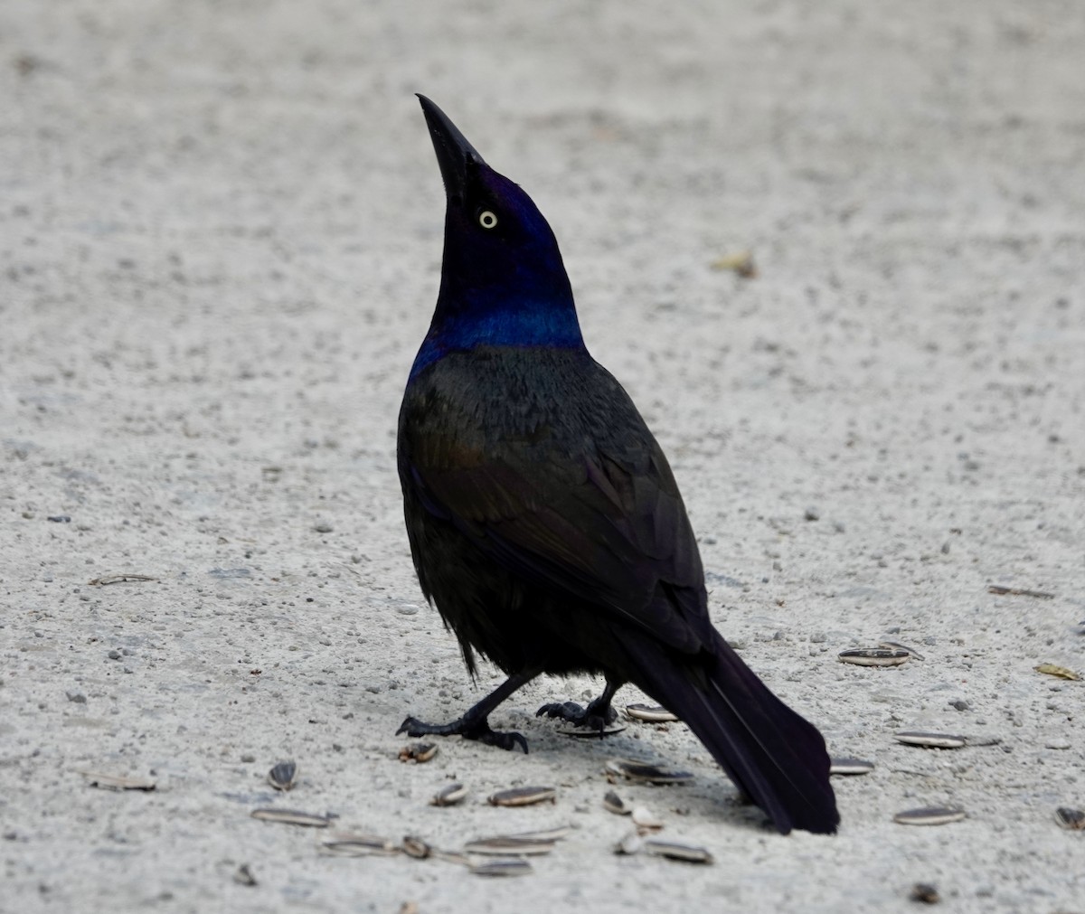 Common Grackle - Jill Punches