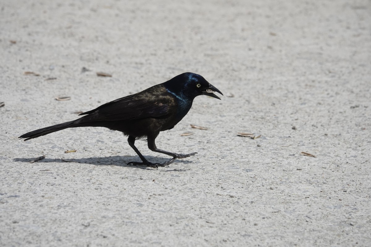 Common Grackle - Jill Punches