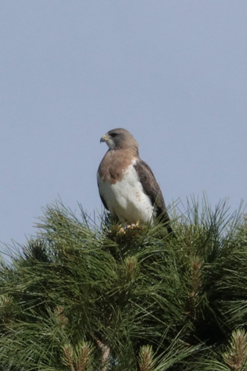 Swainson's Hawk - Gilbert Bouchard