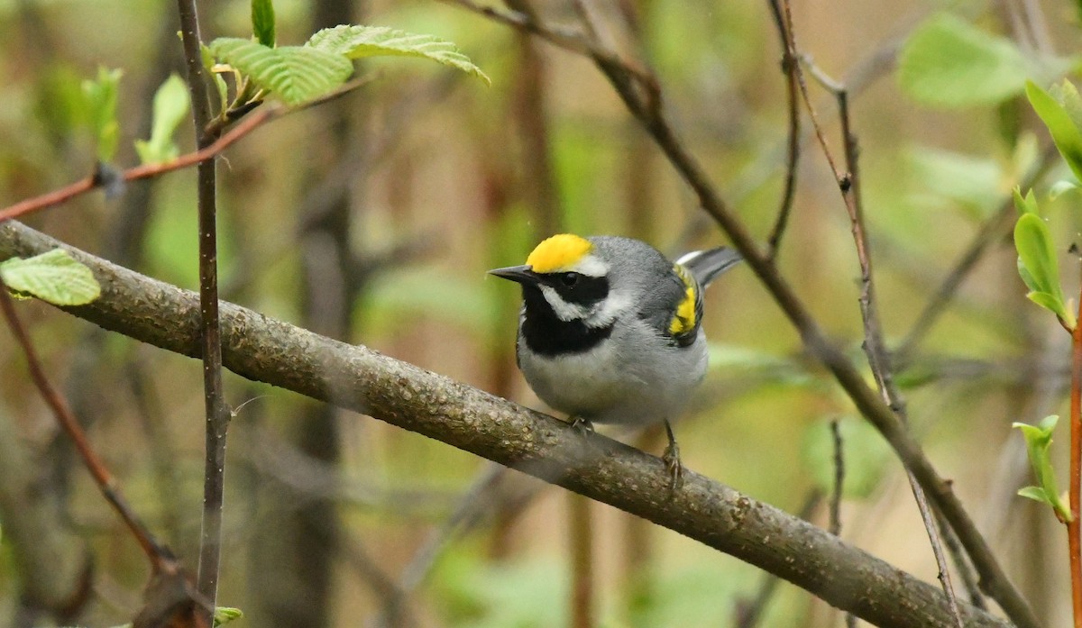 Golden-winged Warbler - Marcia Suchy