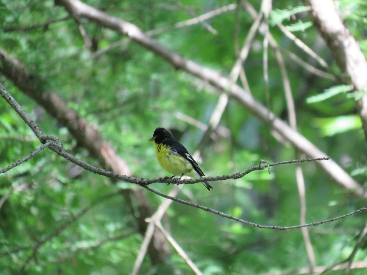 Lesser Goldfinch - Tanner Shepard