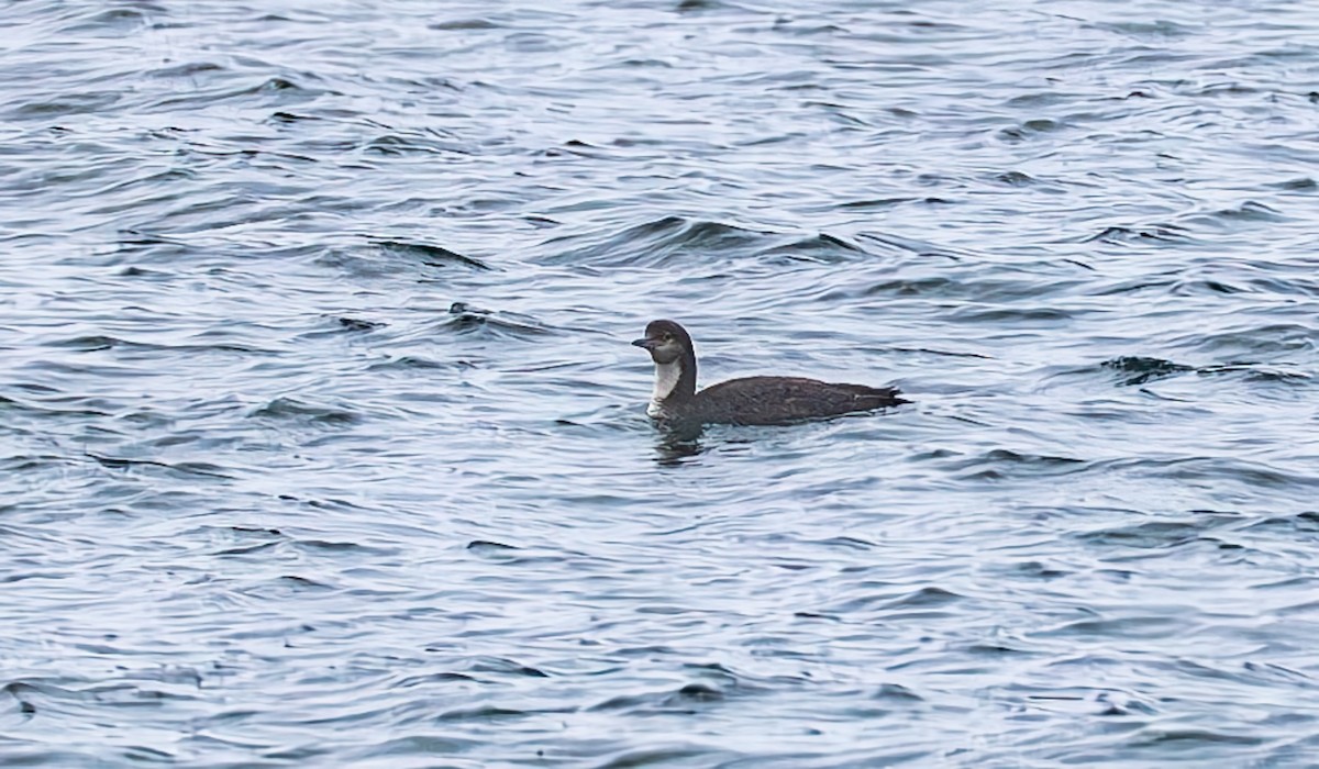 Pacific Loon - Gordon Hart