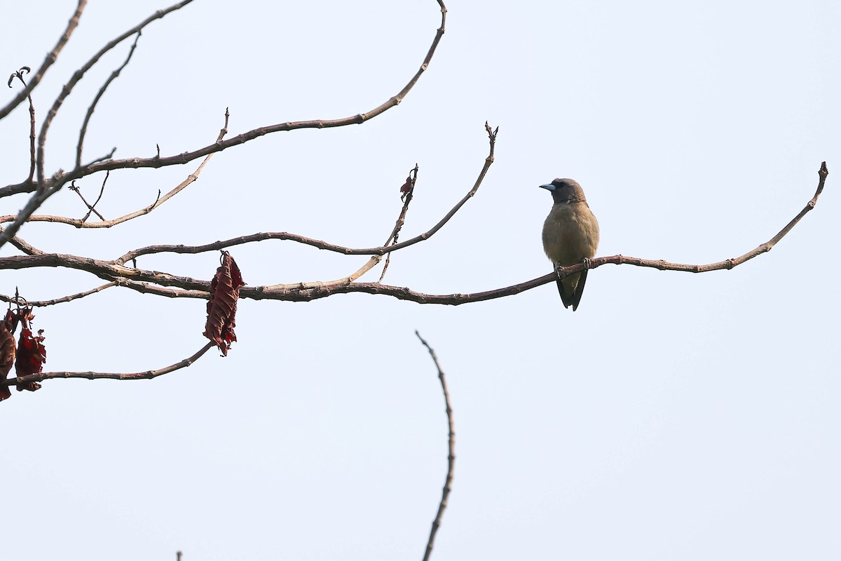 Ashy Woodswallow - ordinary birder
