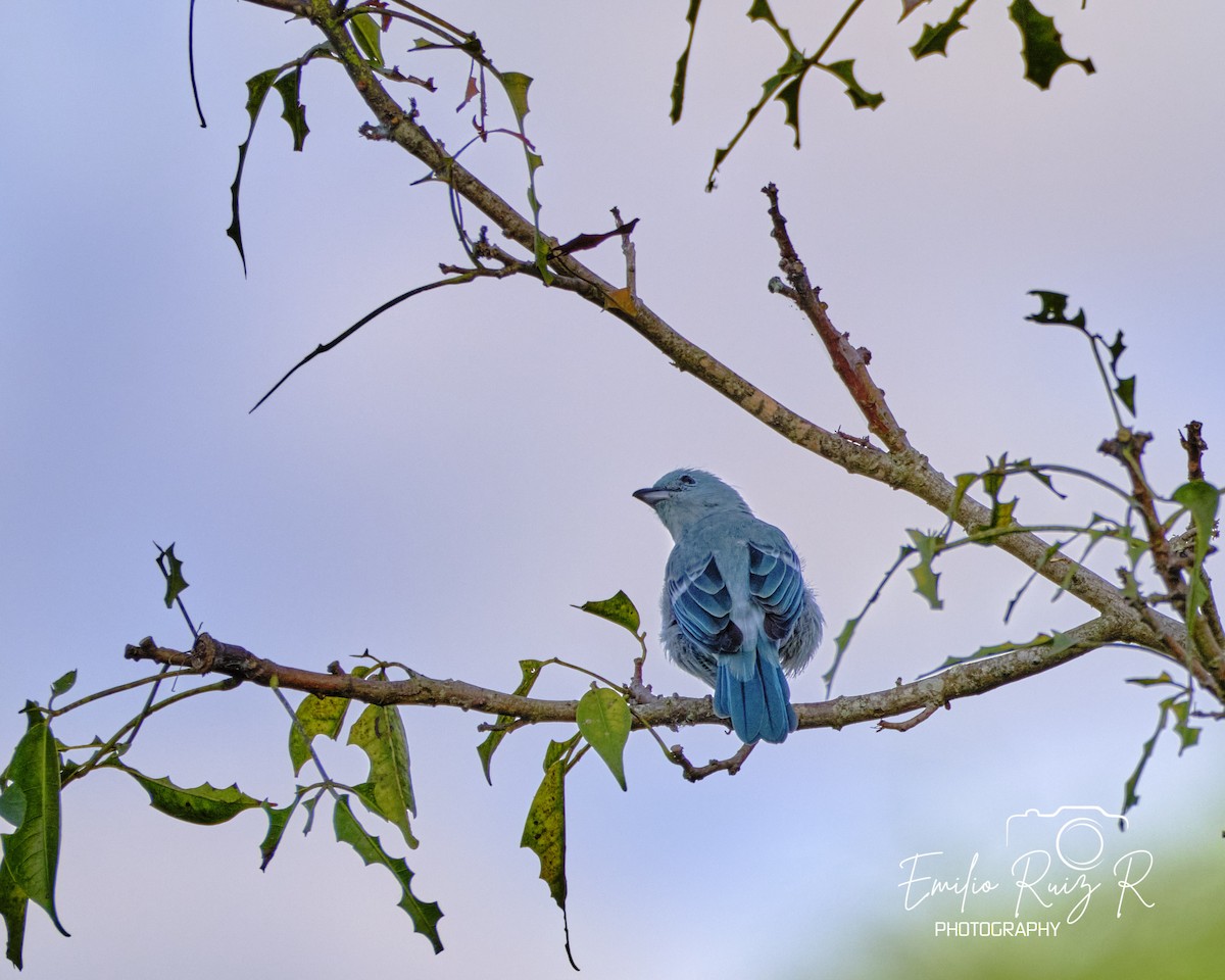 Blue-gray Tanager - Emilio Ruiz Ruiz