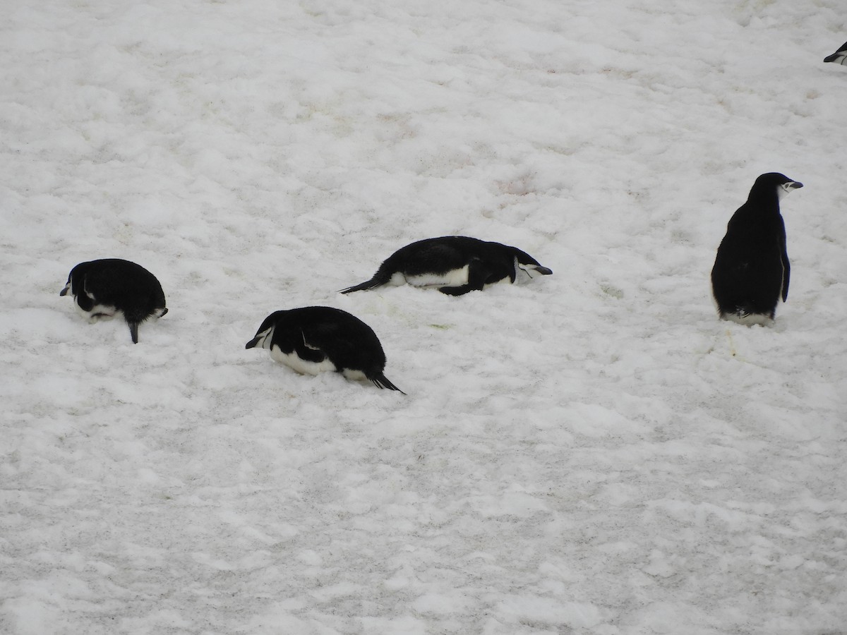 Chinstrap Penguin - ML619165206