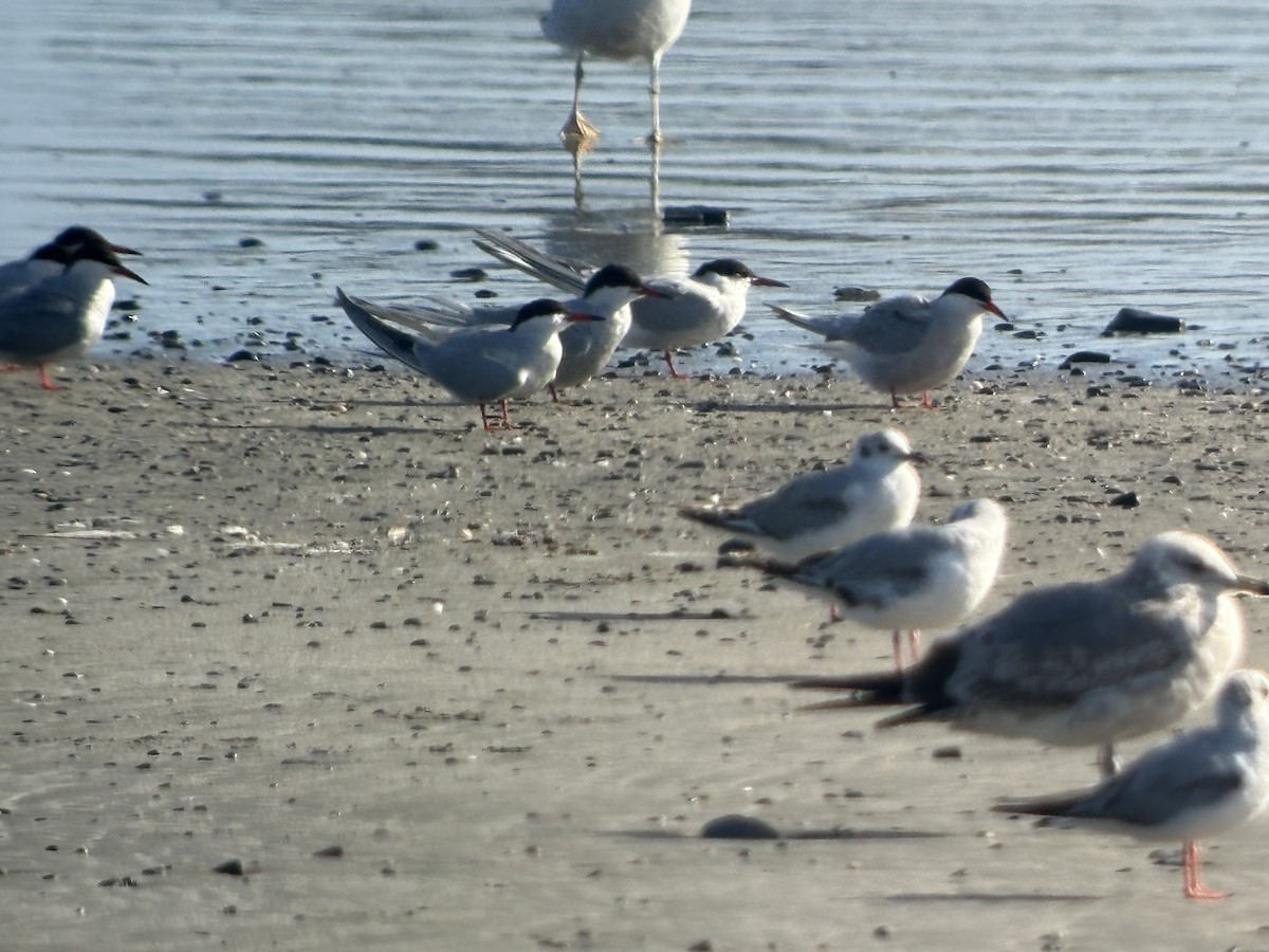 Common Tern - ML619165225