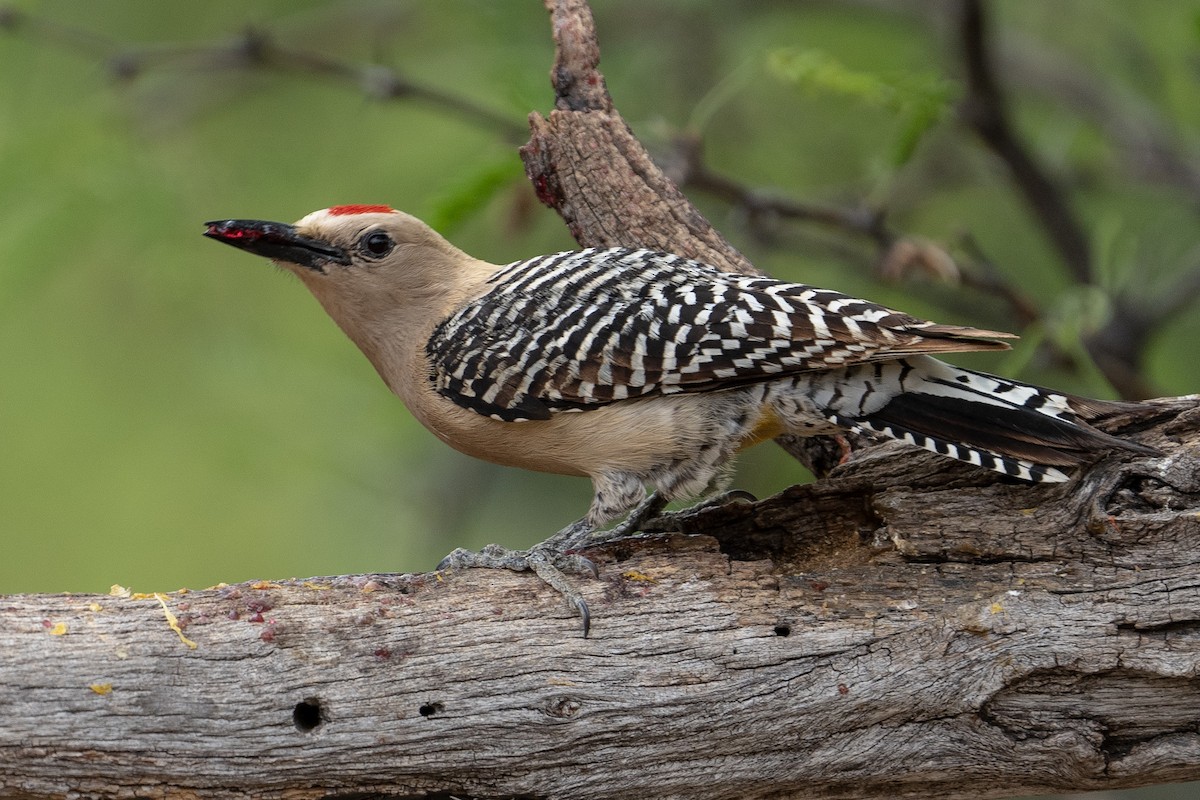 Gila Woodpecker - ML619165230