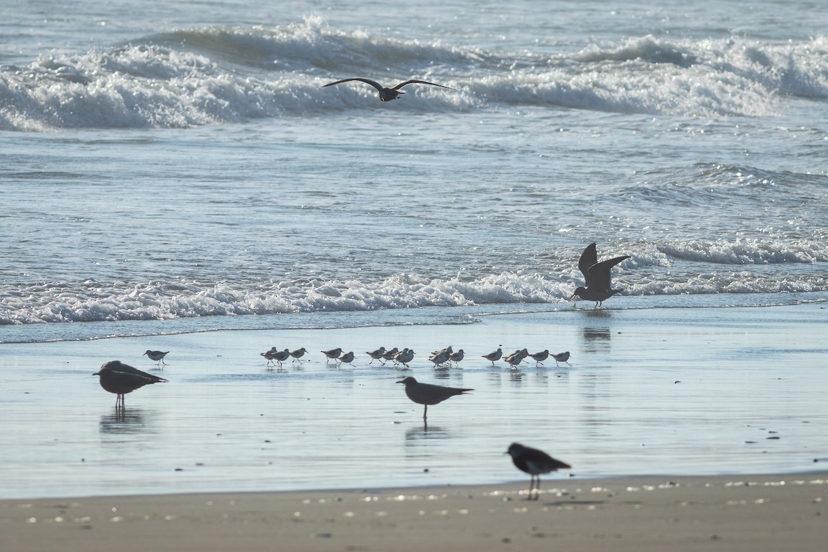 Sanderling - Ariel Cabrera Foix