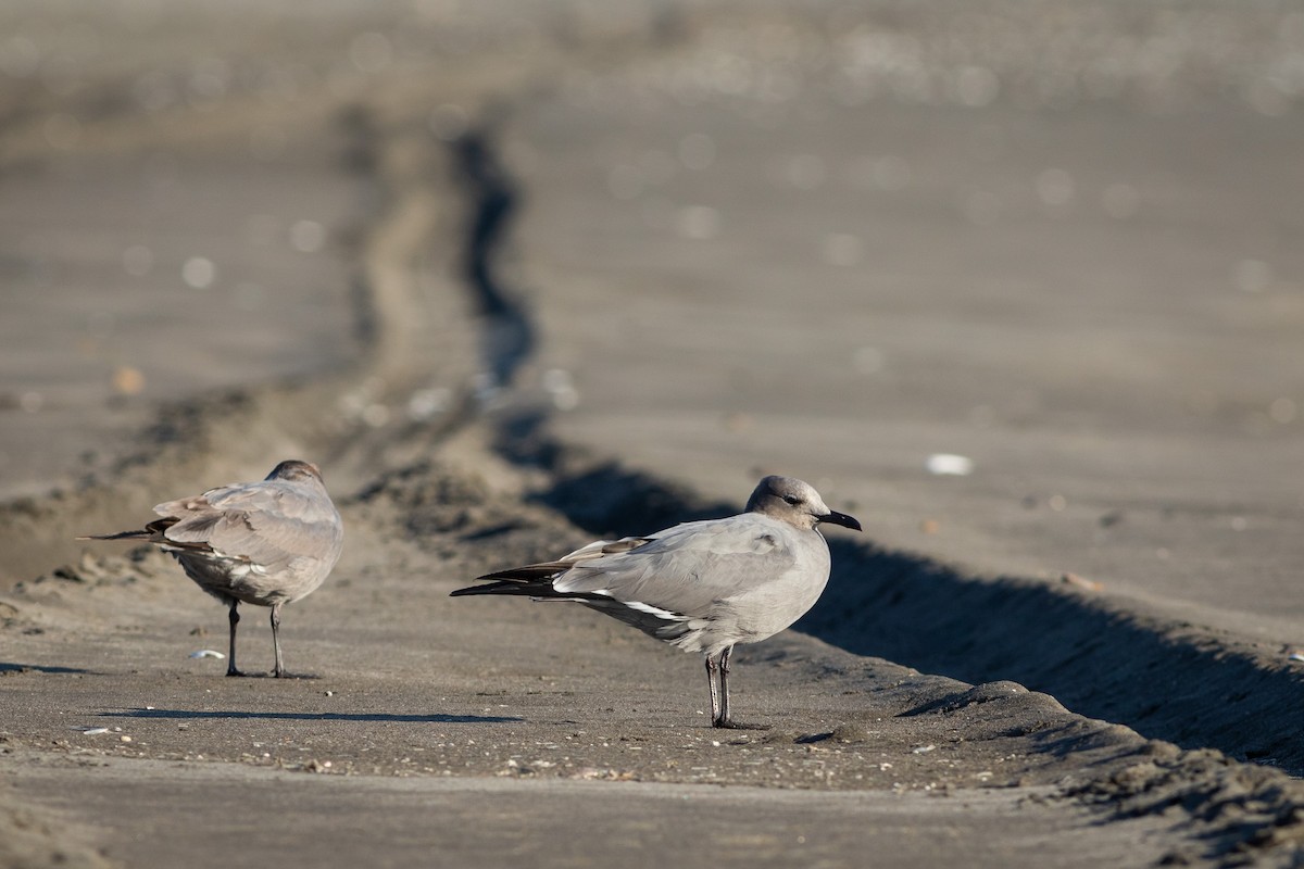 Gray Gull - Ariel Cabrera Foix