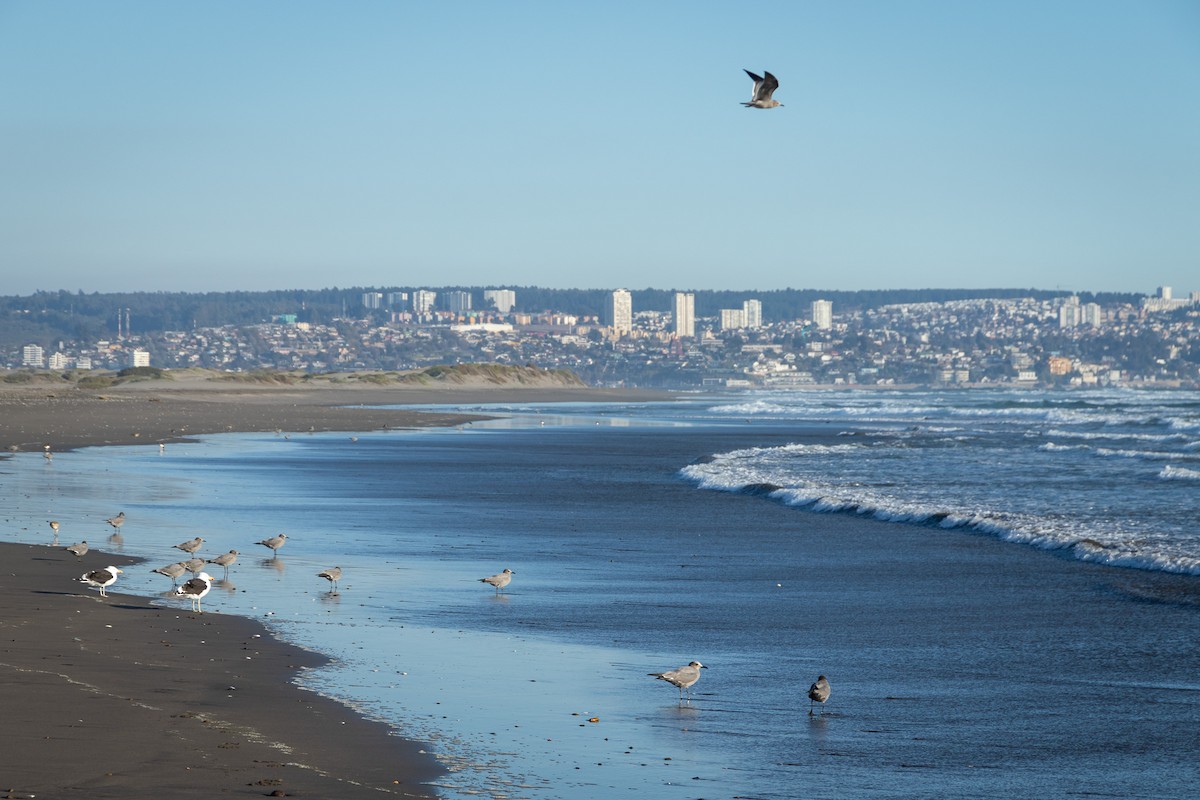 Gray Gull - Ariel Cabrera Foix