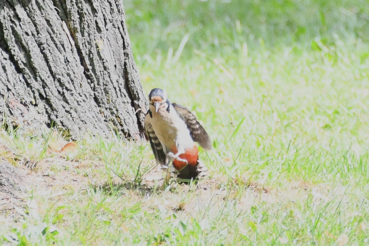 Great Spotted Woodpecker (Great Spotted) - Michael Louey