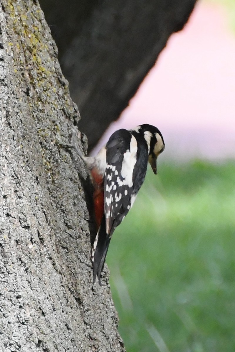 Great Spotted Woodpecker (Great Spotted) - Michael Louey