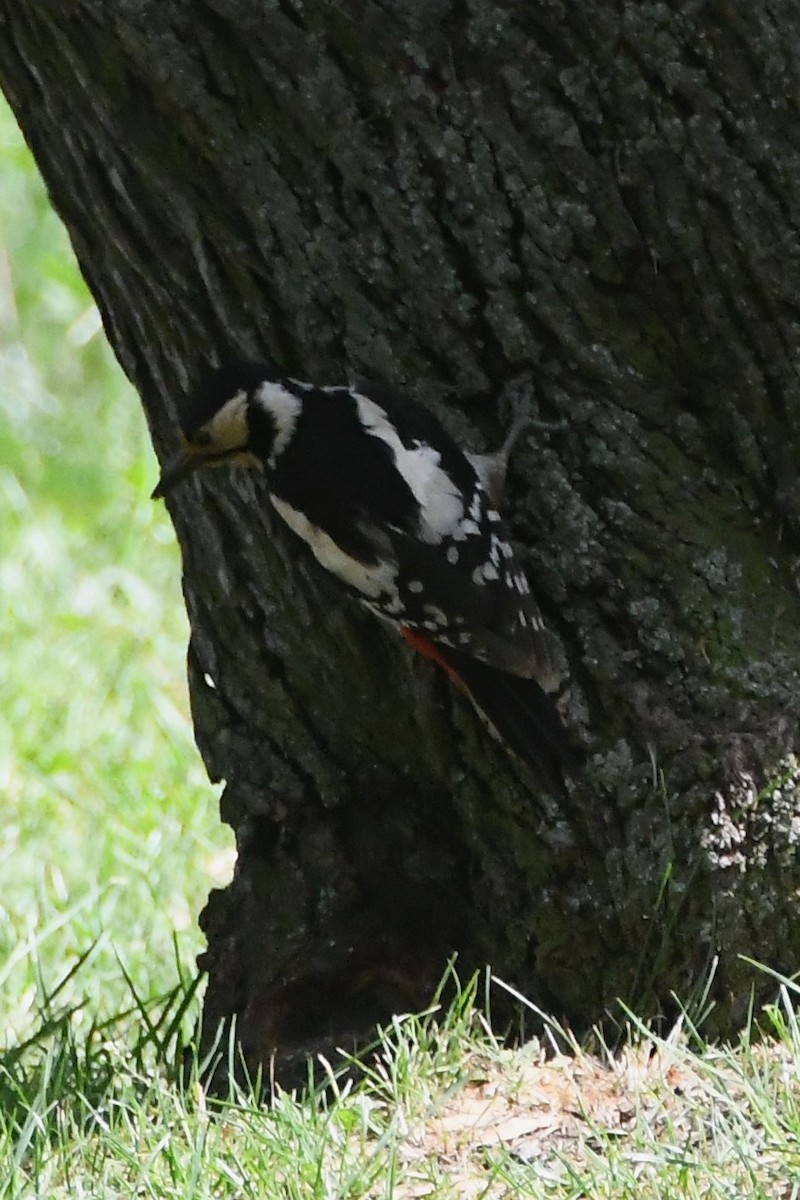 Great Spotted Woodpecker (Great Spotted) - Michael Louey