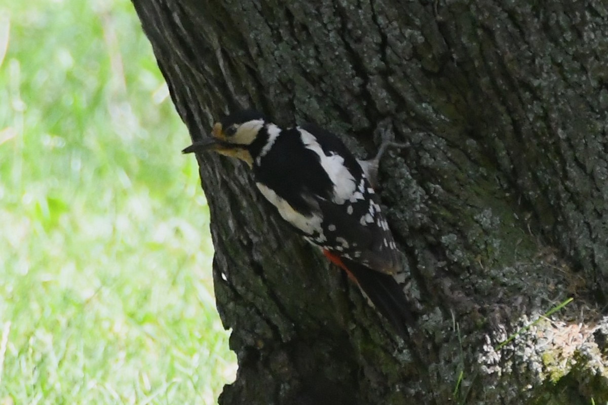 Great Spotted Woodpecker (Great Spotted) - Michael Louey