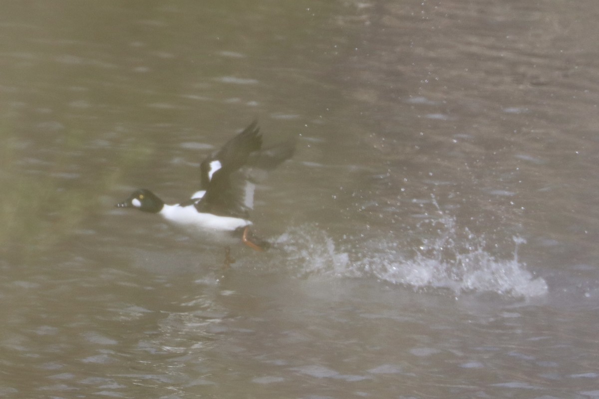 Common Goldeneye - ML619165290