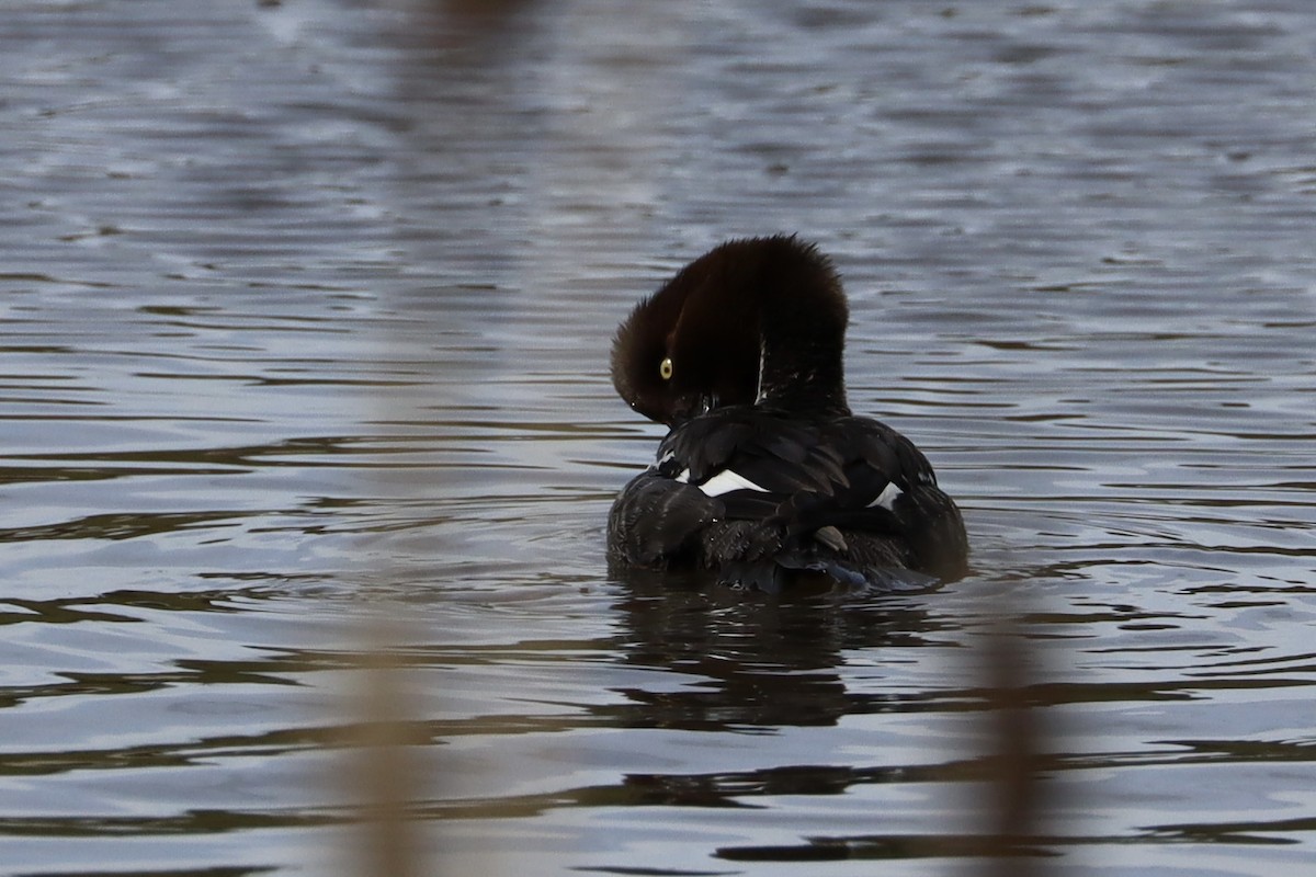 Common Goldeneye - Sarah von Innerebner