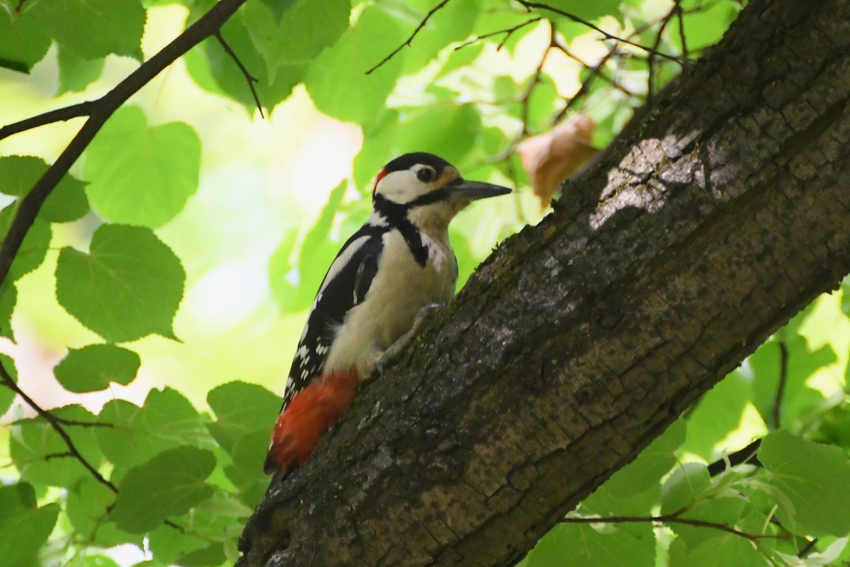 Great Spotted Woodpecker (Great Spotted) - Michael Louey