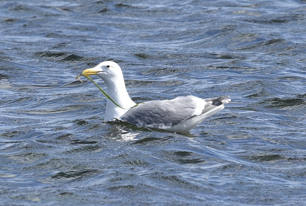 Goéland à ailes grises - ML619165323