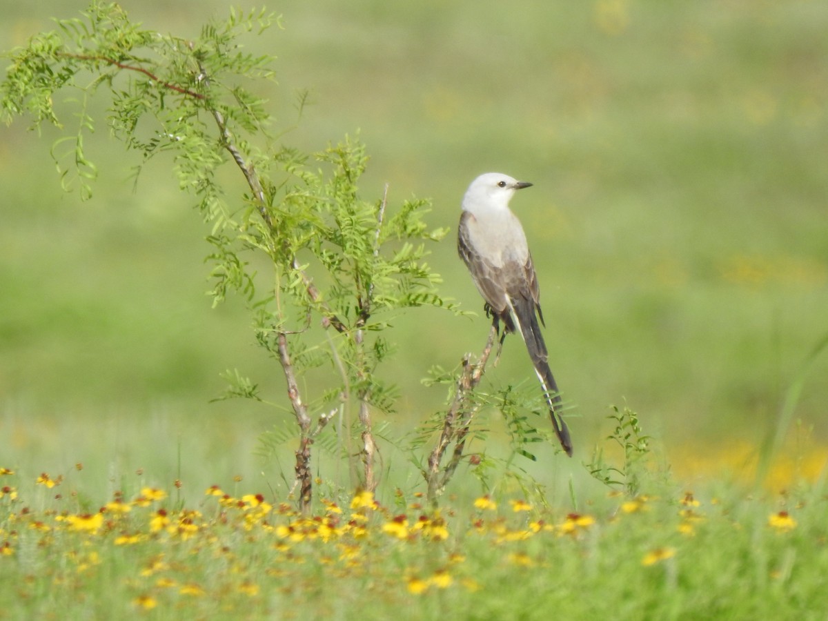 Scissor-tailed Flycatcher - ML619165325