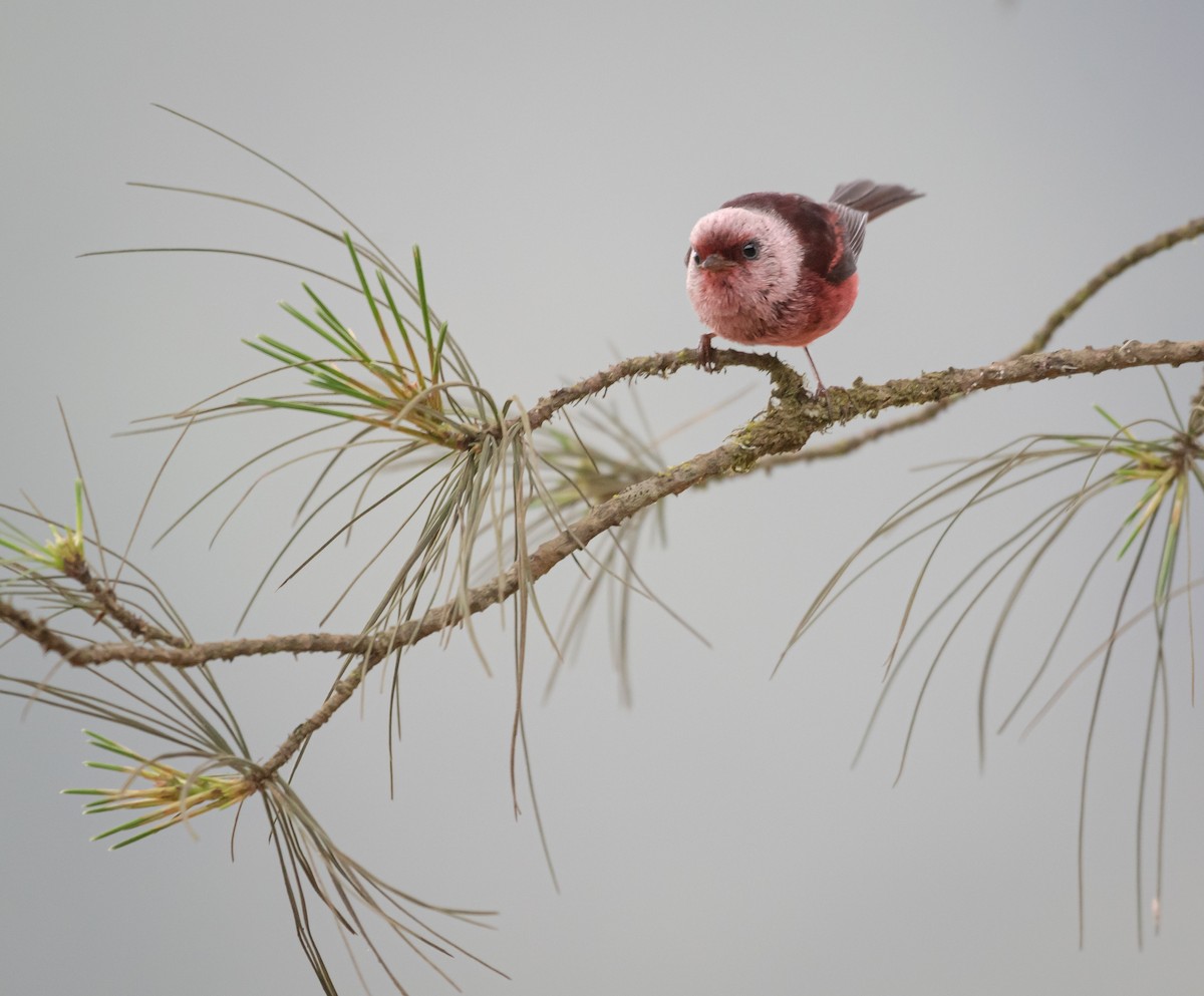 Pink-headed Warbler - Daniel Mérida