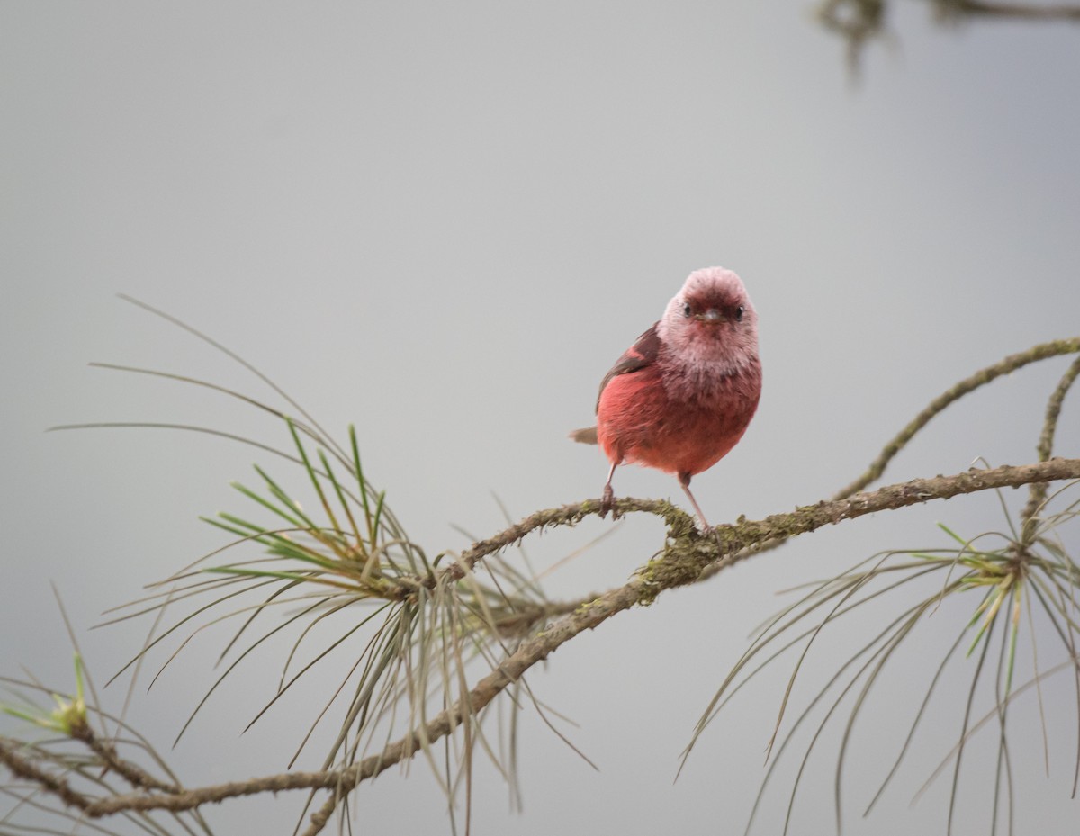 Pink-headed Warbler - Daniel Mérida