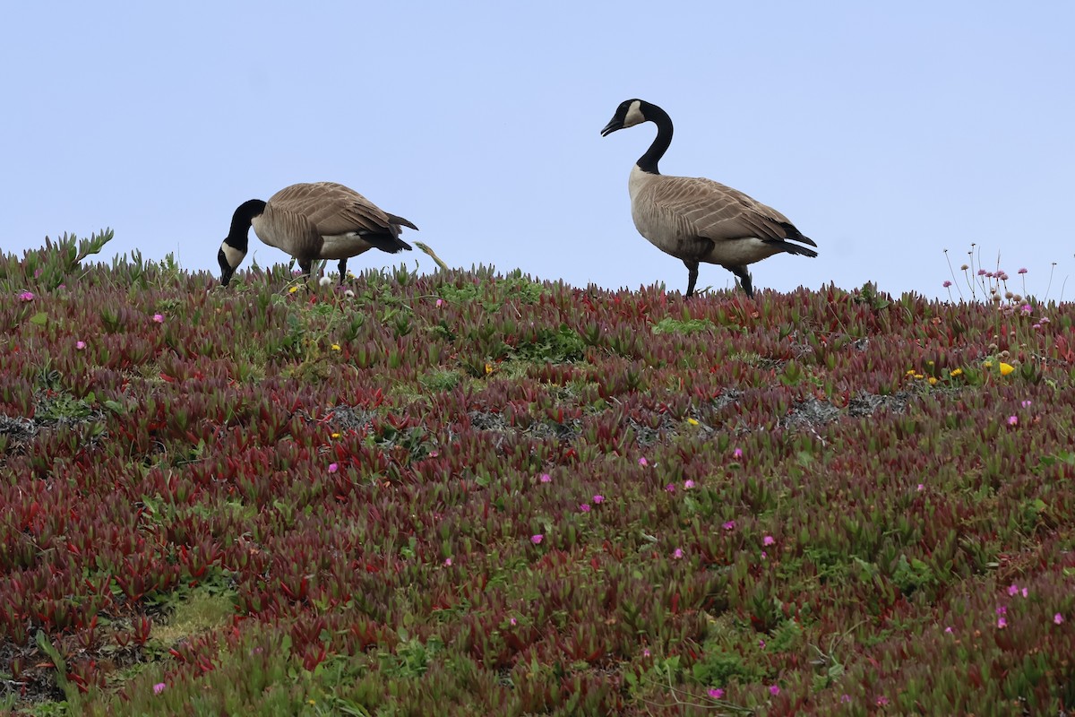 Canada Goose (moffitti/maxima) - ML619165347