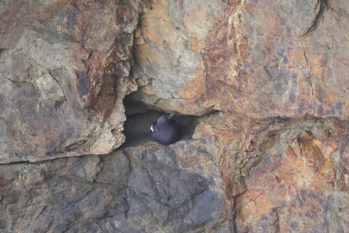 Pigeon Guillemot - ML619165350