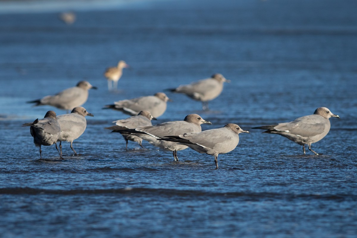 Gray Gull - Ariel Cabrera Foix