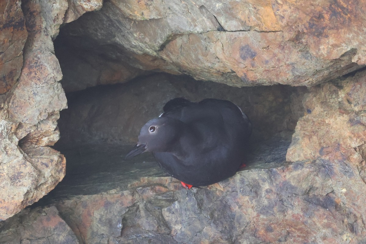 Pigeon Guillemot - ML619165356