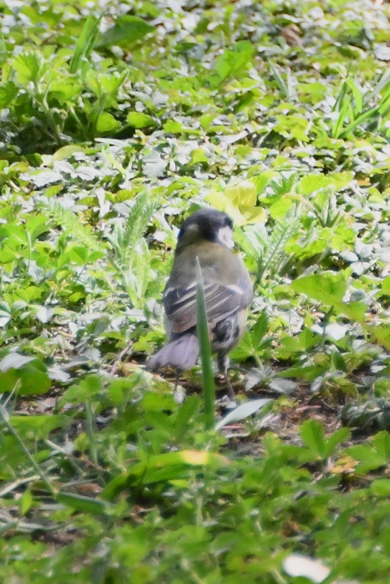 Great Tit (Great) - ML619165368