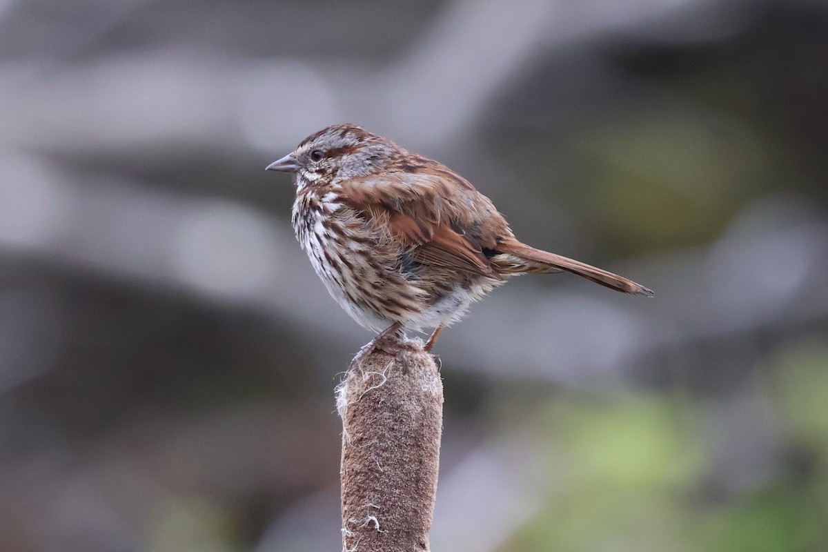 Song Sparrow (heermanni Group) - Peter Pyle