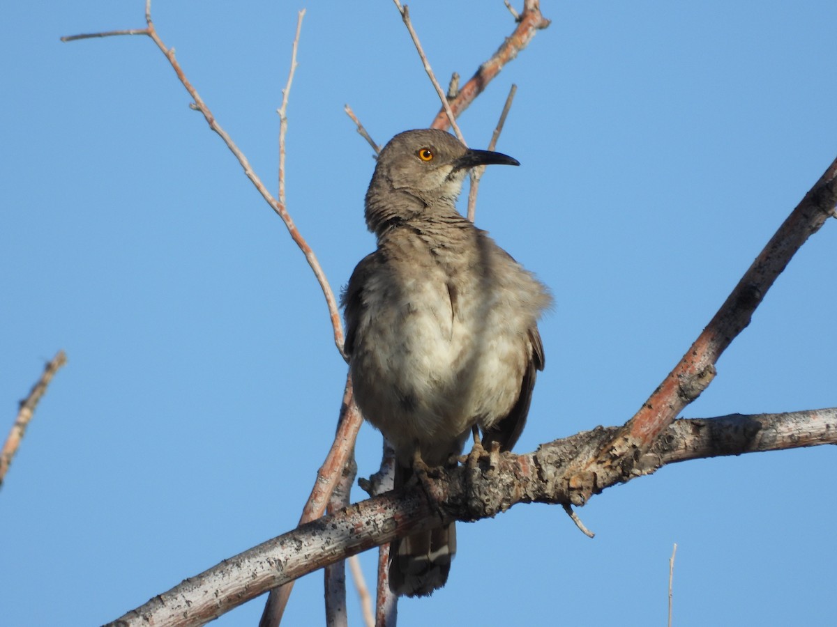 Curve-billed Thrasher - ML619165374