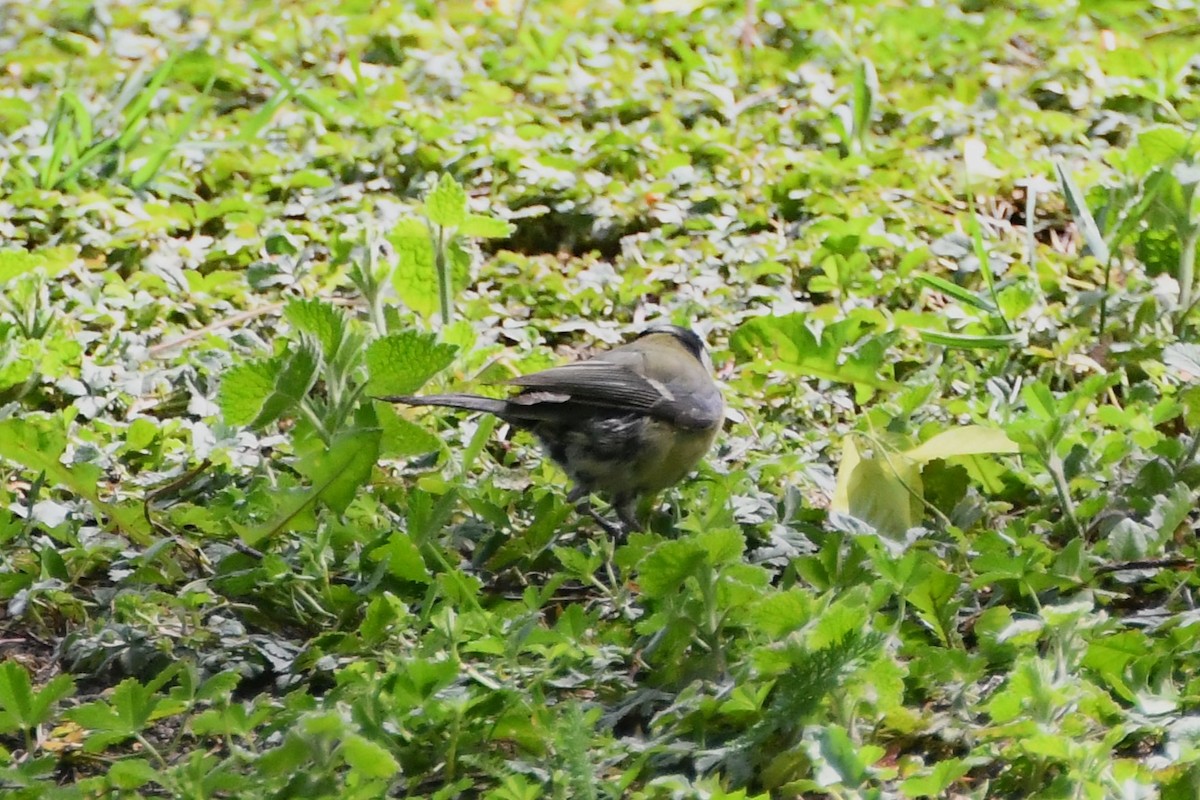 Great Tit (Great) - ML619165375