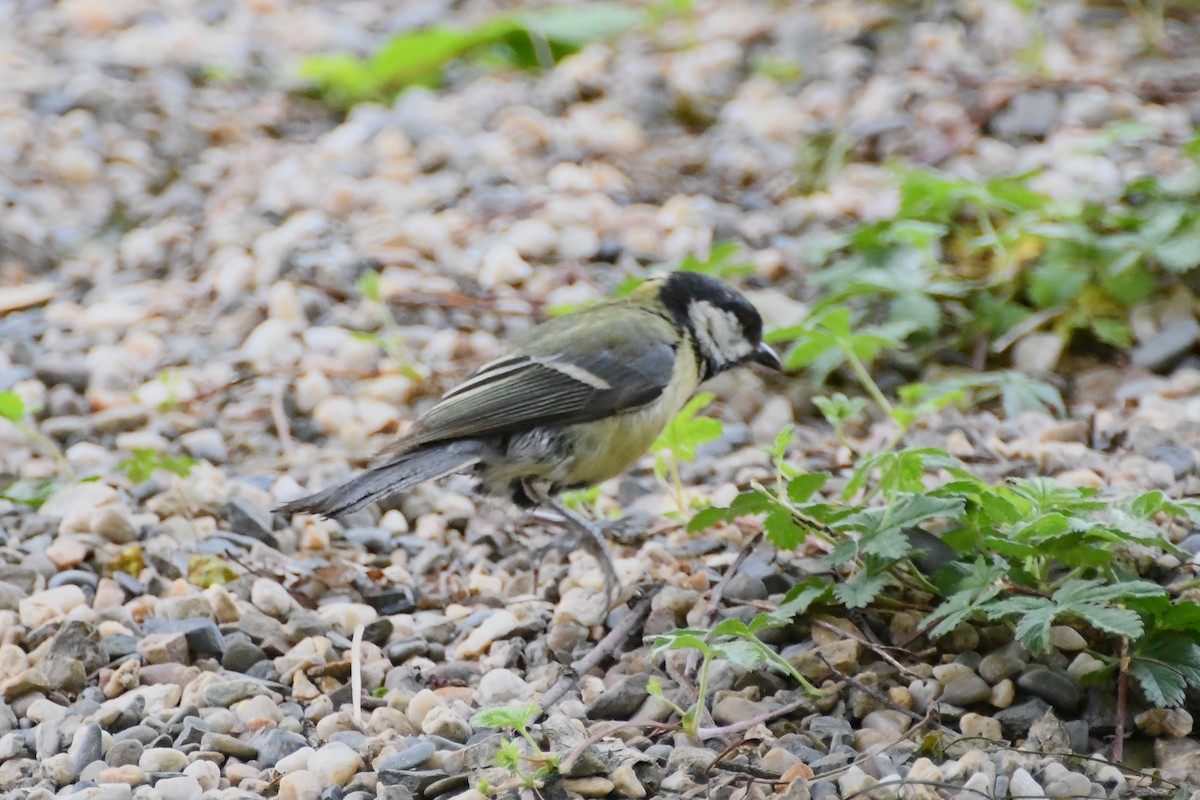 Great Tit (Great) - ML619165379