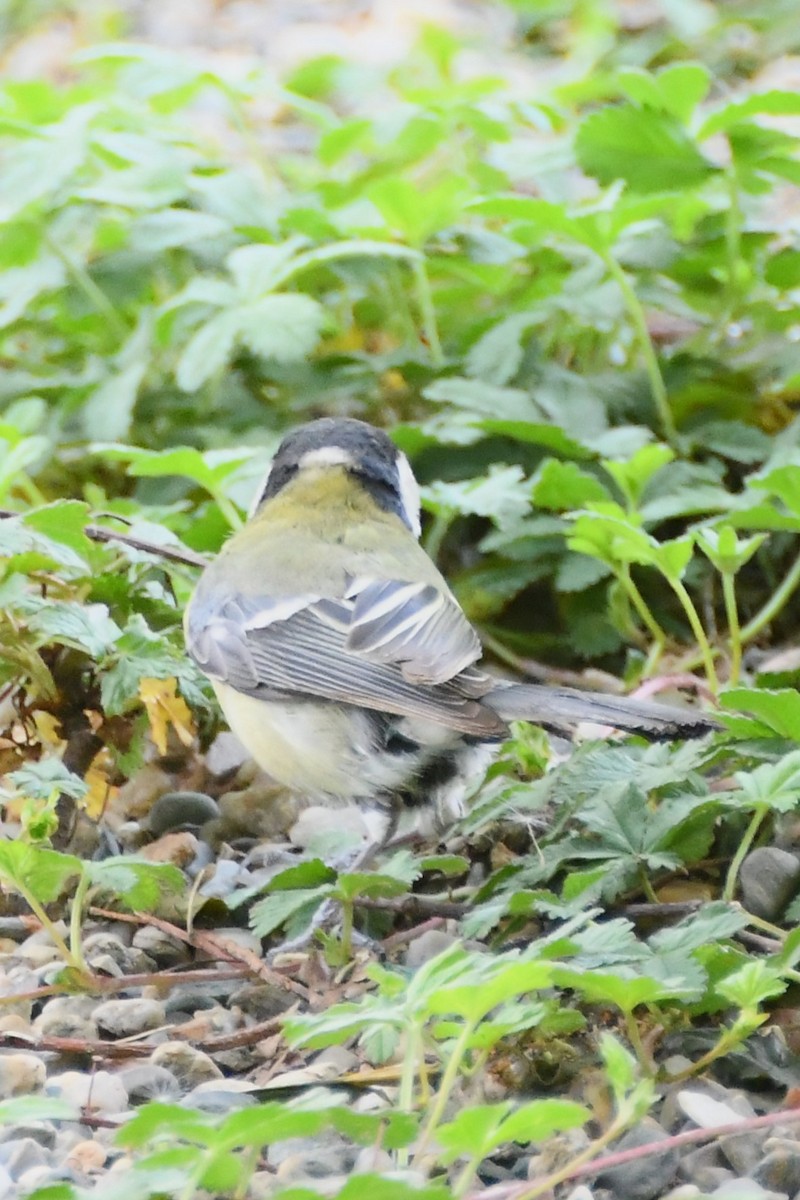 Great Tit (Great) - ML619165381