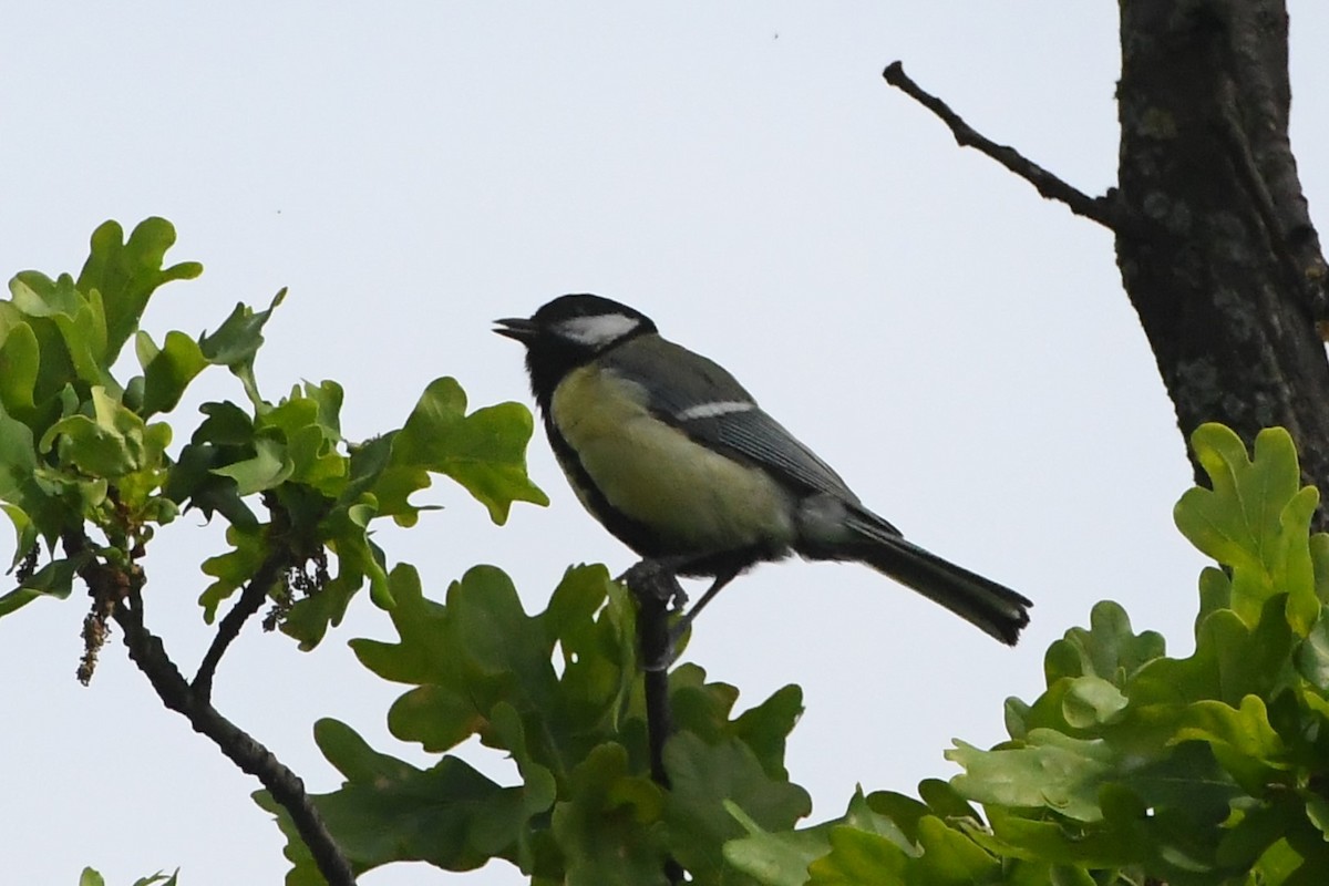 Great Tit (Great) - ML619165383