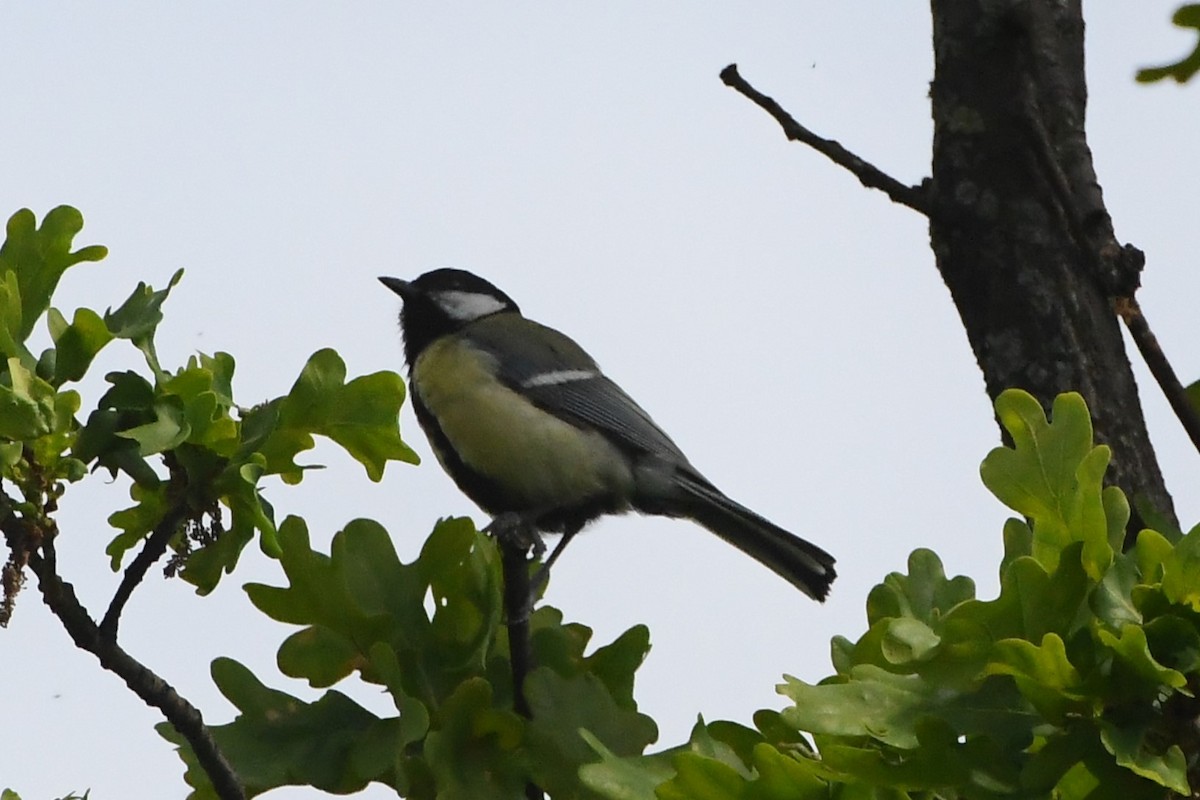 Great Tit (Great) - ML619165386