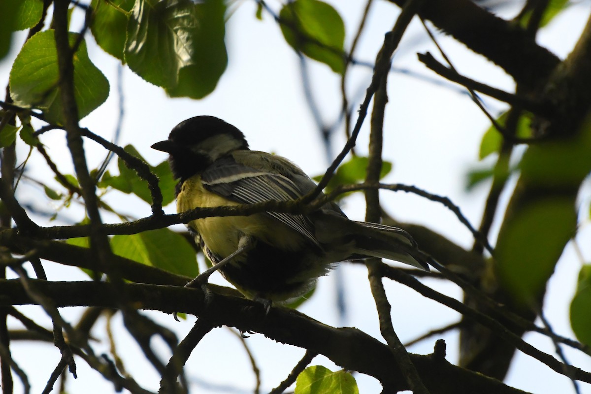 Great Tit (Great) - ML619165388