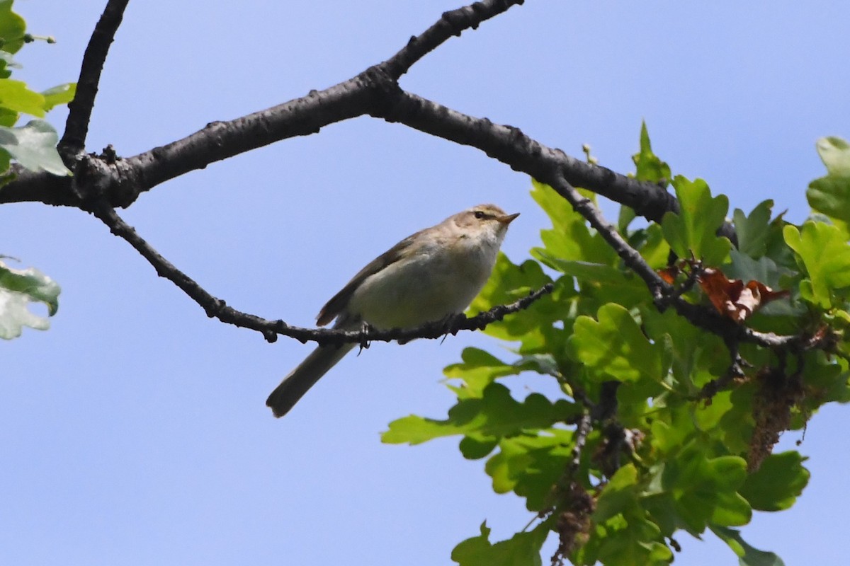 Common Chiffchaff - ML619165398