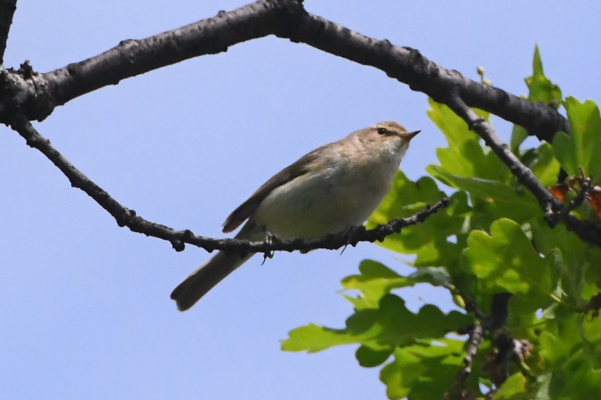 Common Chiffchaff - ML619165399