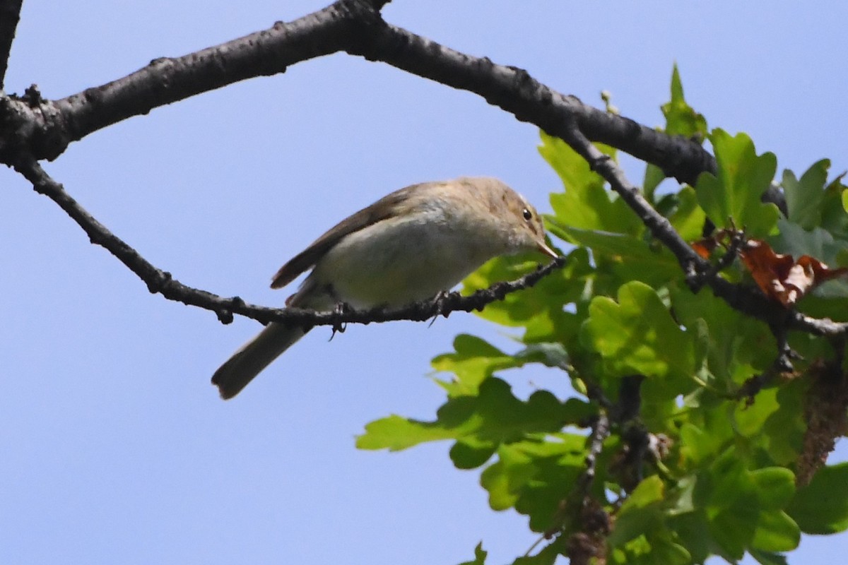 Common Chiffchaff - ML619165400