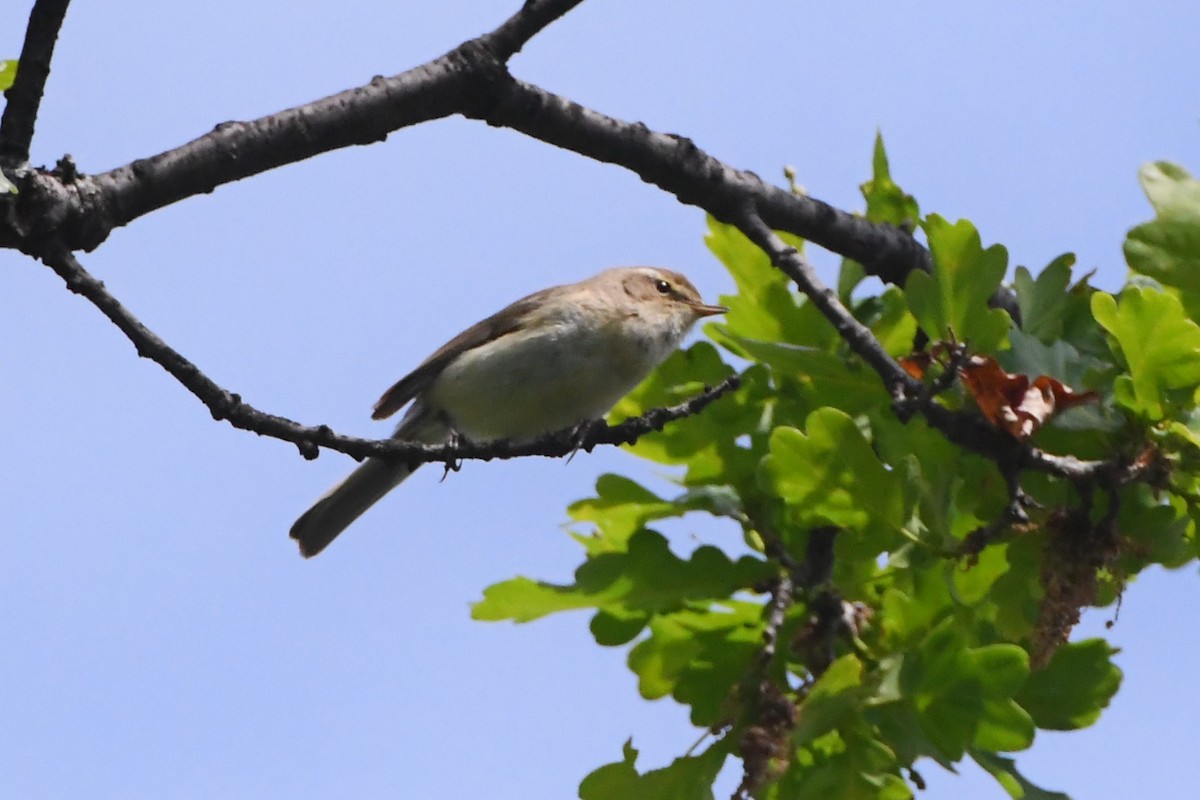 Common Chiffchaff - ML619165403