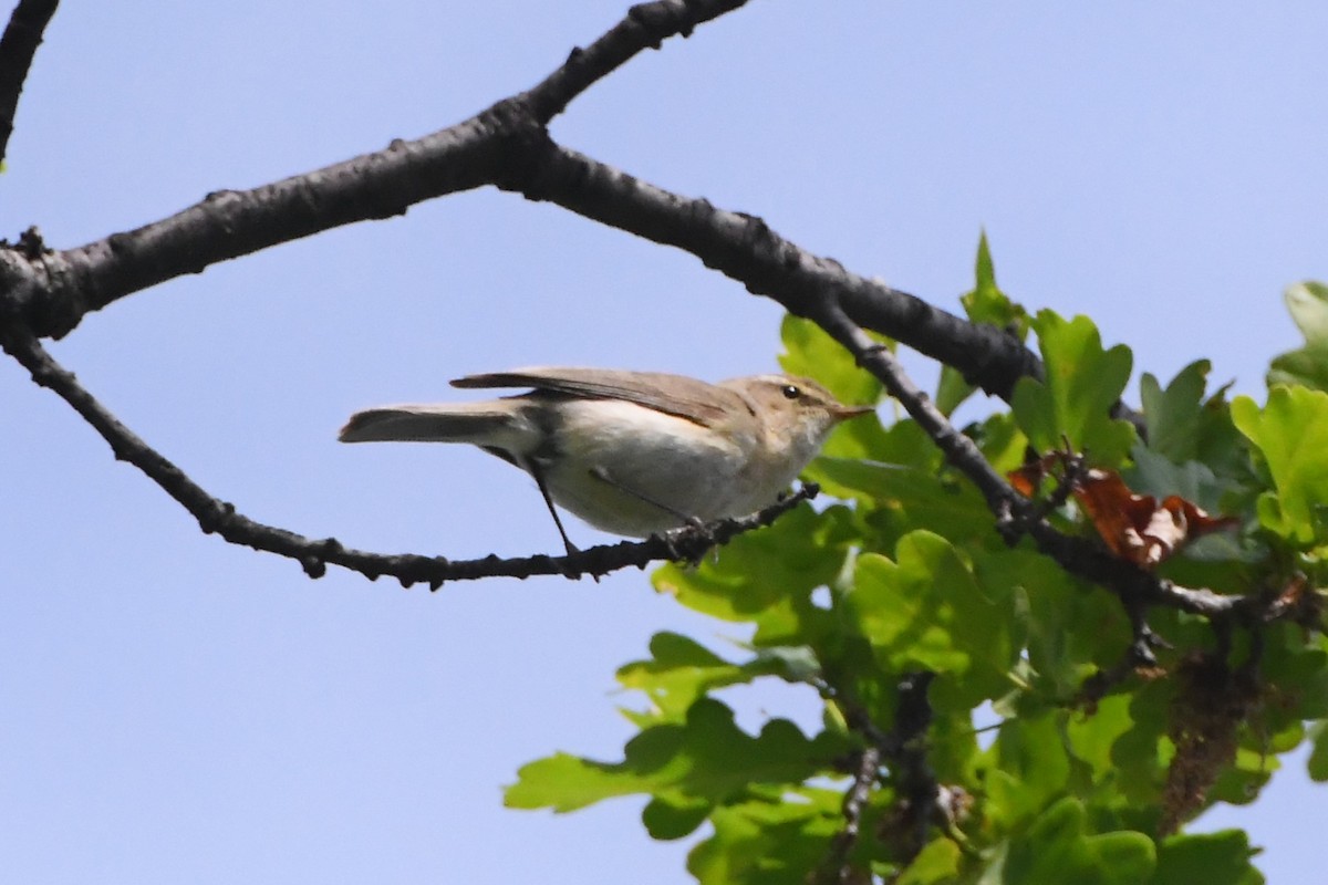 Common Chiffchaff - Michael Louey