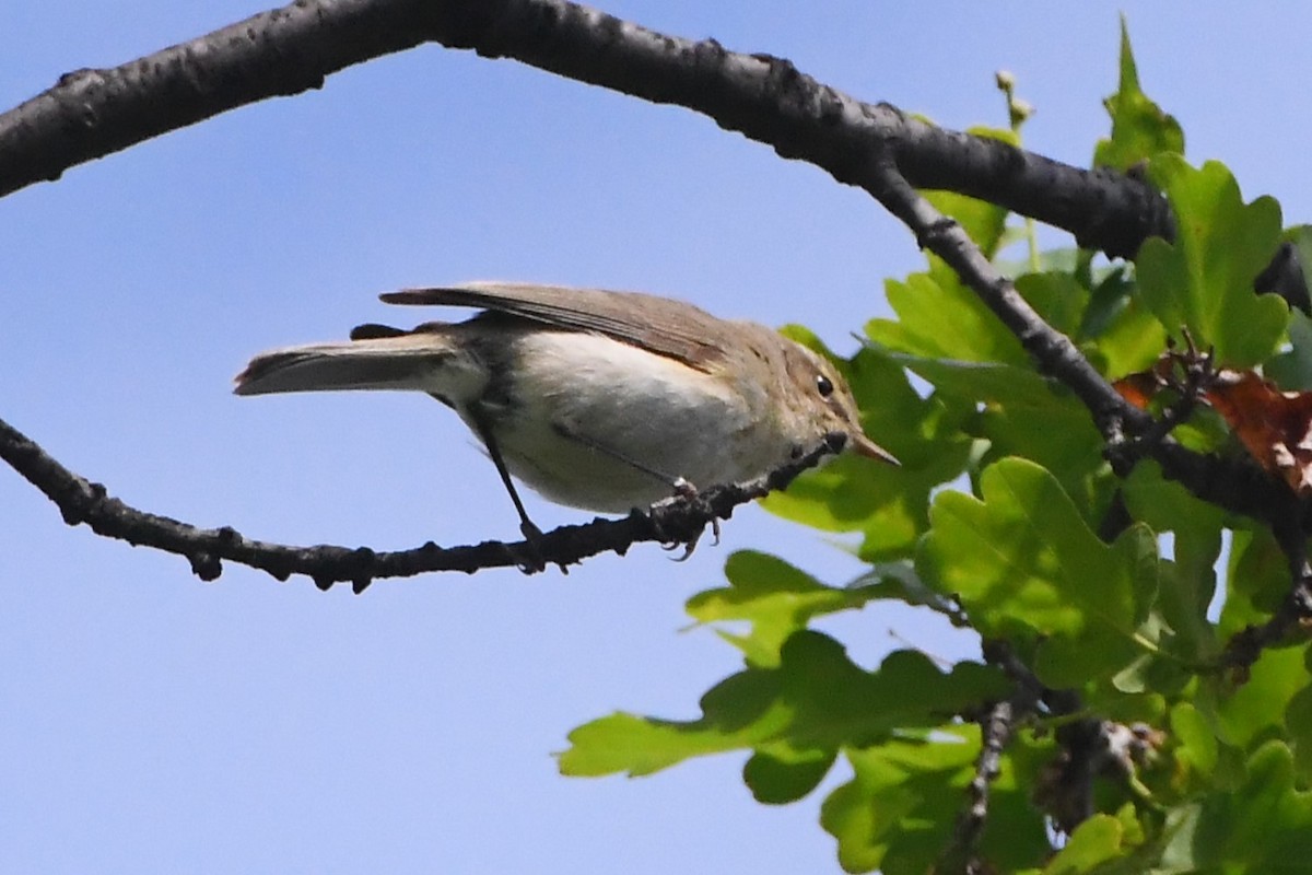 Common Chiffchaff - ML619165407